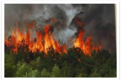 森林草原防灭火知识，请牢记！