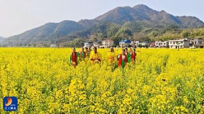 春日限定！燕厦花海漫金黄，山歌婉转醉春光 