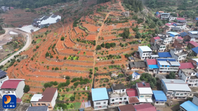 慈口乡柑橘品改：老树发新枝 产业焕新机