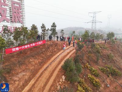 V视丨众人植树树成林 通山县今春组织义务植树万余亩