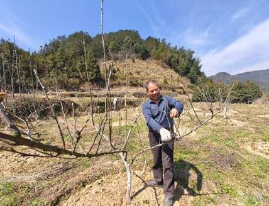 通山有个“女当家”，把“苦竹林”种成致富村