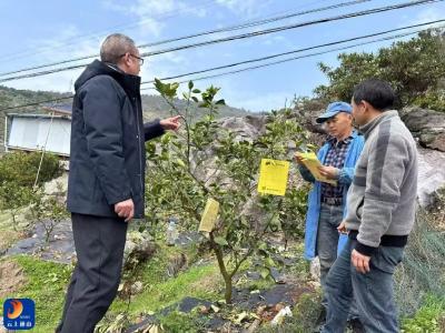 慈口乡：科技护航桔产业 精准防控保丰收