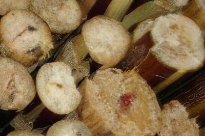 扔了可惜吃了害怕 水果烂了一小块到底还能不能吃？