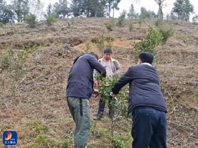 燕厦乡：送苗送技助振兴 油茶种植促增收 