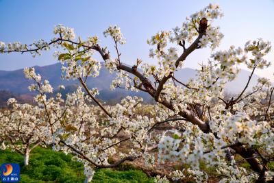 【通山美景㊳】春染闯王镇：千树梨花千树雪