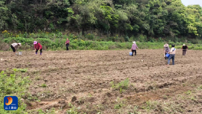 人勤春早抢农时 实干笃行促丰收——洪港镇全面推进春耕生产工作