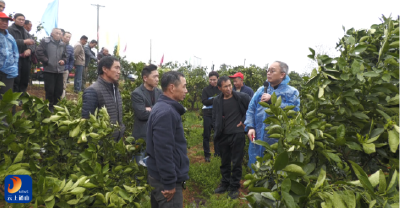通山县农业农村局：田间地头践初心 春管护航兴柑橘