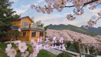 【短视频】林上花开 樱你灿烂——通山县2026年厦铺林上“樱花季” 等你来赏万亩樱花