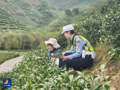 交通安全进基地 优化营商护发展——通山交警深入世纪白茶基地开展“美丽乡村行”宣传活动