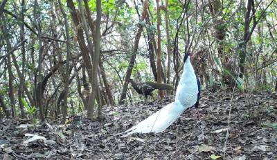 九宫山自然保护区上榜湖北“10大热门观鸟胜地” 