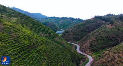 通山：一片茶叶串起产业链 绿了青山富了民