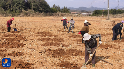 杨芳林乡：靠前服务强保障 巾帼头雁勇领飞