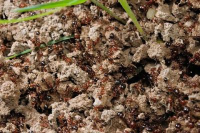 别碰、别踩 发现这种蚂蚁立即上报 