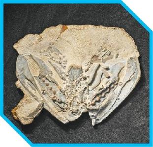 人类的祖先究竟是猿还是鱼？院士科普→