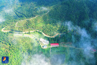 太平山雪顶茶叶的“链式破局”之路——从高山茶园到生物医药赛道的通山样本