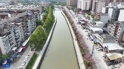 V视丨樱花烂漫时 花园路成春日“网红打卡地”