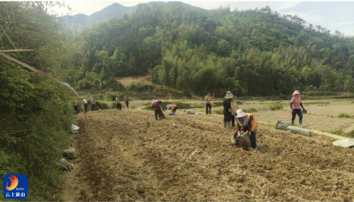厦铺镇：规模化种植洋姜助推乡村产业振兴