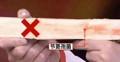 甘蔗变红一口别吃！清明前后小心这种“隔年蔗” 