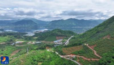 ​通山：枇杷落枝  三果出山