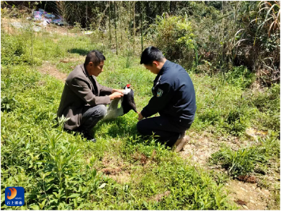 【假期我在岗】闯王镇：警民接力救助国家二级保护动物白鹇并成功放归山林