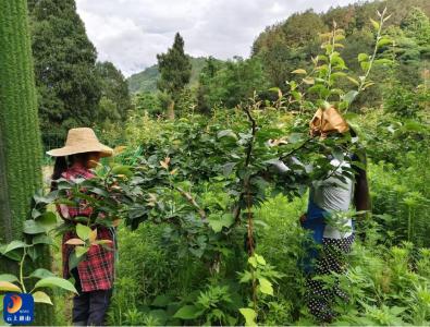 闯王镇：精细管护砂梨 筑牢丰收根基 