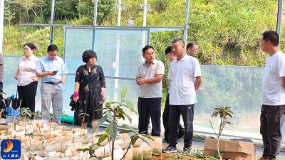 把脉特色产业短板 赋能枇杷提质增效 ——通山县人大常委会专业代表小组助力大畈枇杷产业高质量发展
