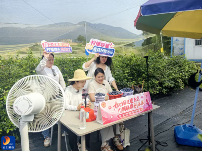 美味“蓝”不住 畅享“莓”好时光   通山村播妇联直播助农行动走进板桥蓝莓园