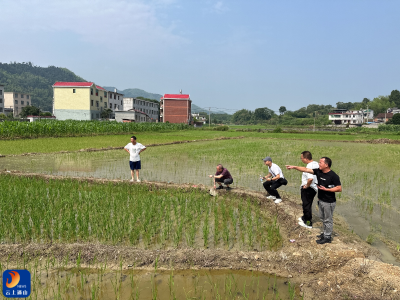 通山县快速处置稻田福寿螺隐患  干群联动筑牢粮食安全防线
