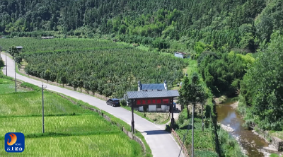果香满枝头！闯王镇龟墩村砂梨迎丰收 采摘正当时