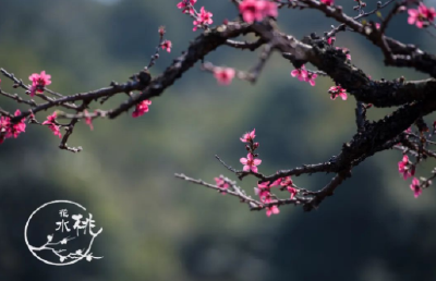  【湖北日报】春来遍是桃花水