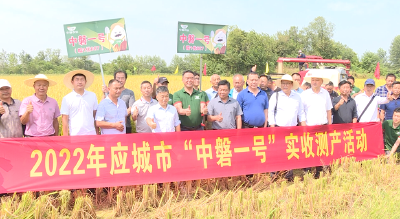 应城：“中磐一号”糯稻实收测产创佳绩 平均亩产734.86公斤