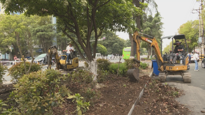 应城市园林绿化服务中心全面启动汉宜大道和古城大道绿化改造工程