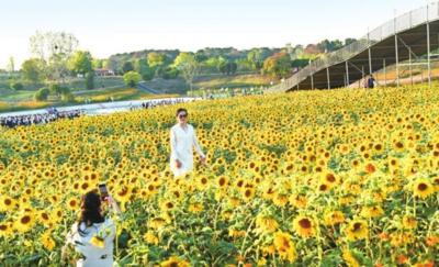 应城市农旅融合促增收