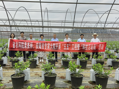 省农科院果茶研究所专家团队指导安陆蓝莓生产