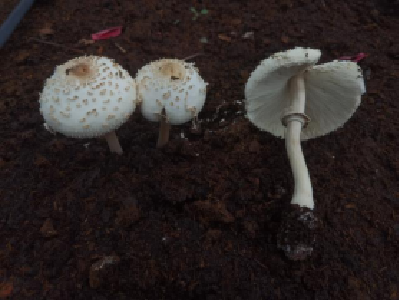 已发现多例！湖北疾控紧急提醒