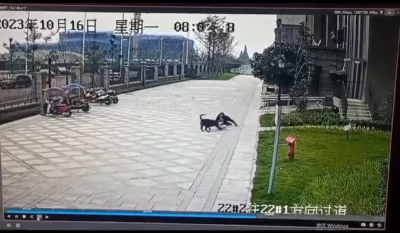 只有狗狗会传染狂犬病毒？请远离这“八大狂犬病误区”！