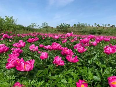 乘高铁寻诗仙 李白长安三万里 最爱一道白花菜