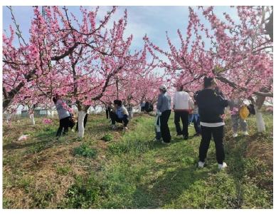 安陆市烟店镇：百亩桃花盛开 游客纷至沓来