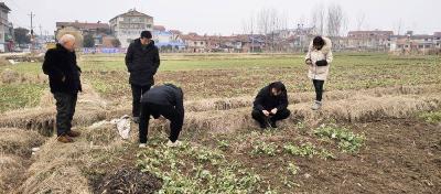 安陆市：农技专家下基层 专业指导促增收