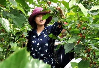 安陆市烟店镇：瓜果飘香季 幸福采摘忙