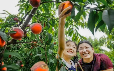 安陆市烟店镇：美味“桃”不掉 采摘正当时
