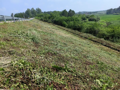 安陆市陈店乡：堤坝除草清障助防汛