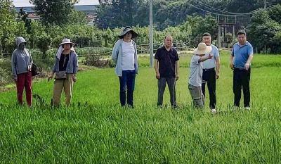 安陆市棠棣镇：专家来了 农民笑了