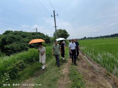 省农科院粮作所水稻分子育种团队指导安陆市水稻生产