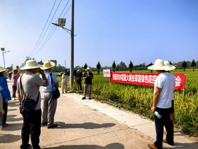 安陆市举办2024年粮食作物高效模式集成示范、水稻“看禾选种”暨“一喷多促”现场会