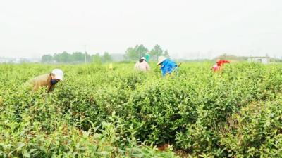 湖北安陆：不负春光美 茶园管护忙