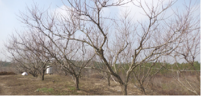 湖北安陆：一个乡村女性关于“梦想”与“选择”的故事