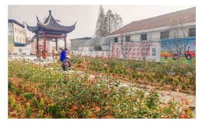 安陆市巡店镇砂子村植绿添绿靓化家园