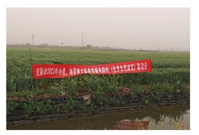 安陆市召开2025年小麦、油菜重大病虫害绿色防控推进会