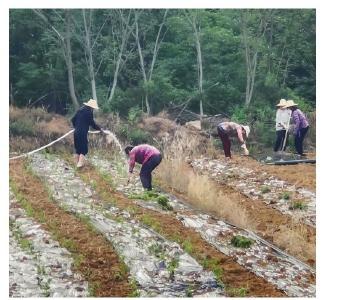 安陆市雷公镇王畈村：试种野菊花 探索产业振兴新路径